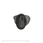 UW101-932 Homo naledi ULI2 apical