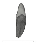 UW101-932 Homo naledi ULI2 distal