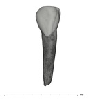 UW101-932 Homo naledi ULI2 labial