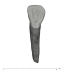 UW101-932 Homo naledi ULI2 lingual