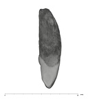 UW101-932 Homo naledi ULI2 mesial