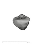 UW101-932 Homo naledi ULI2 occlusal