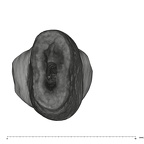 UW101-952 Homo naledi ULI2 apical