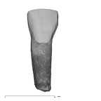 UW101-952 Homo naledi ULI2 labial