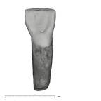 UW101-952 Homo naledi ULI2 lingual