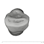 UW101-952 Homo naledi ULI2 occlusal