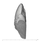 UW101-985 Homo naledi LLC distal