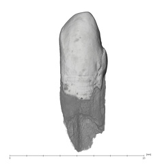 UW101-985 Homo naledi LLC labial