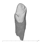 UW101-985 Homo naledi LLC lingual