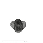 UW101-998 Homo naledi LLI2 crown apical