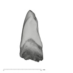 UW101-998 Homo naledi LLI2 crown distal