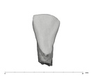 UW101-998 Homo naledi LLI2 crown labial
