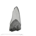 UW101-998 Homo naledi LLI2 crown mesial