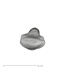 UW101-998 Homo naledi LLI2 crown occlusal