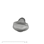 UW101-998 Homo naledi LLI2 crown occlusal