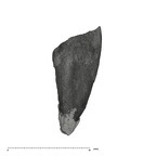UW101-998 Homo naledi LLI2 root distal