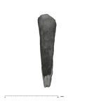 UW101-998 Homo naledi LLI2 root labial