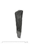 UW101-998 Homo naledi LLI2 root lingual