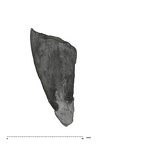 UW101-998 Homo naledi LLI2 root mesial