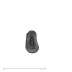 UW101-998 Homo naledi LLI2 root occlusal