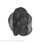 UW101-999 Homo naledi URM1 apical