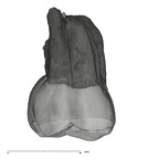 UW101-999 Homo naledi URM1 buccal