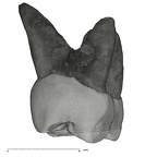 UW101-999 Homo naledi URM1 distal