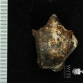 STW_102_Australopithecus_africanus_TTALR_dorsal.JPG