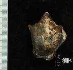 STW 102 Australopithecus africanus TTALR dorsal
