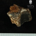 STW_102_Australopithecus_africanus_TTALR_plantar.JPG