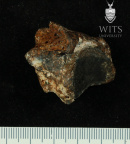 STW 102 Australopithecus africanus TTALR plantar