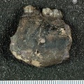 STW 104 Australopithecus africanus partial mandible lateral