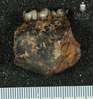 STW 104 Australopithecus africanus partial mandible medial