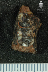 STW 104 A. africanus partial mandible