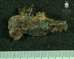 STW 106 Australopithecus africanus partial mandible lateral