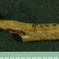 STW_108_Australopithecus_africanus_ULNL_anterior.JPG