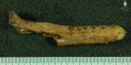 STW 108 Australopithecus africanus ULNL anterior