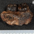 STW 109 Australopithecus africanus partial mandible lateral