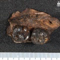 STW 109 Australopithecus africanus partial mandible superior