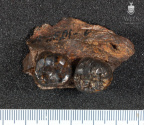 STW 109 Australopithecus africanus partial mandible superior