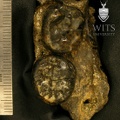 STW 109c Australopithecus africanus partial mandible superior