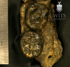 STW 109c A. africanus partial mandible