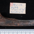 STW 113 Australopithecus africanus ULNL medial