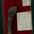 STW 114 115 Australopithecus africanus MT5R plantar