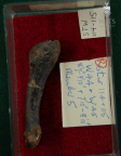 STW 114 115 Australopithecus africanus MT5R plantar