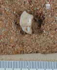 STW 11 Australopithecus africanus molar fragment occlusal