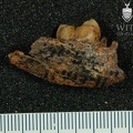 STW 123a Australopithecus africanus partial mandible 