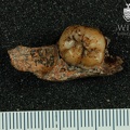 STW 123a Australopithecus africanus partial mandible superior