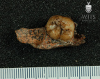STW 123a A. africanus partial mandible