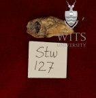 STW 127 Australopithecus africanus ULC lingual